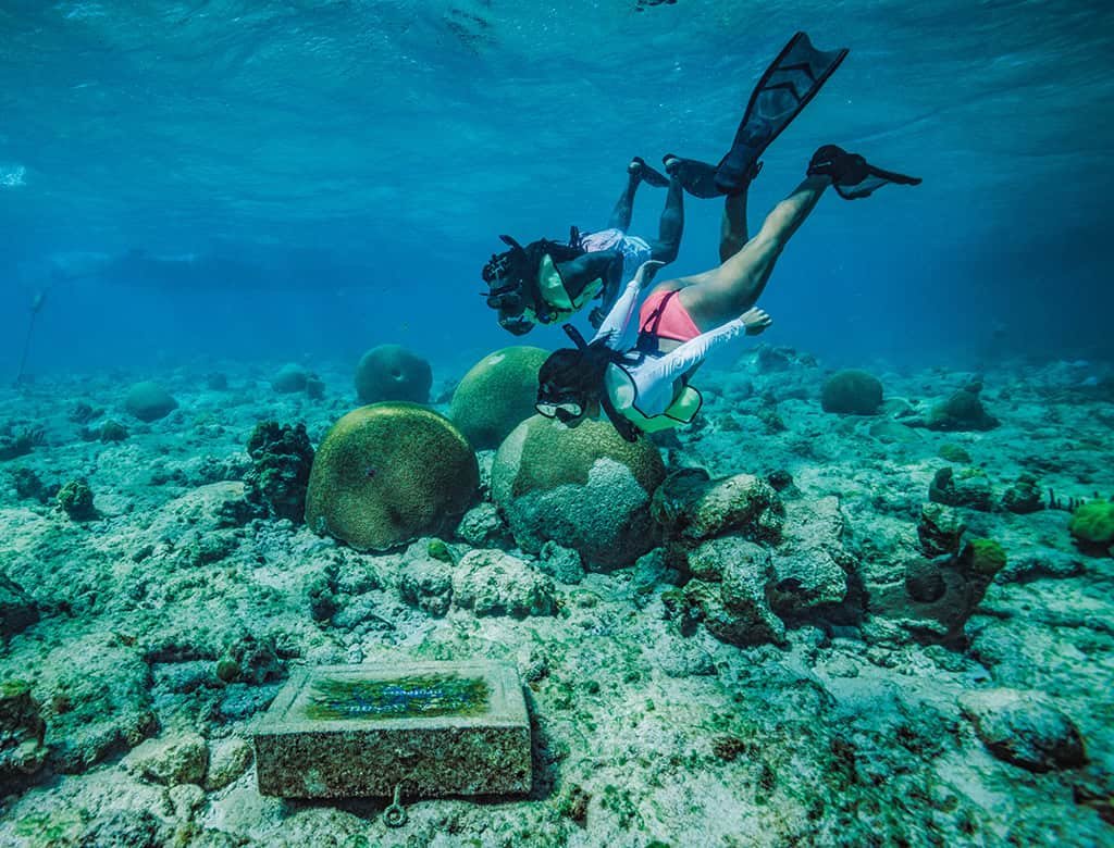 Explore the Coral Reef Underwater Trail