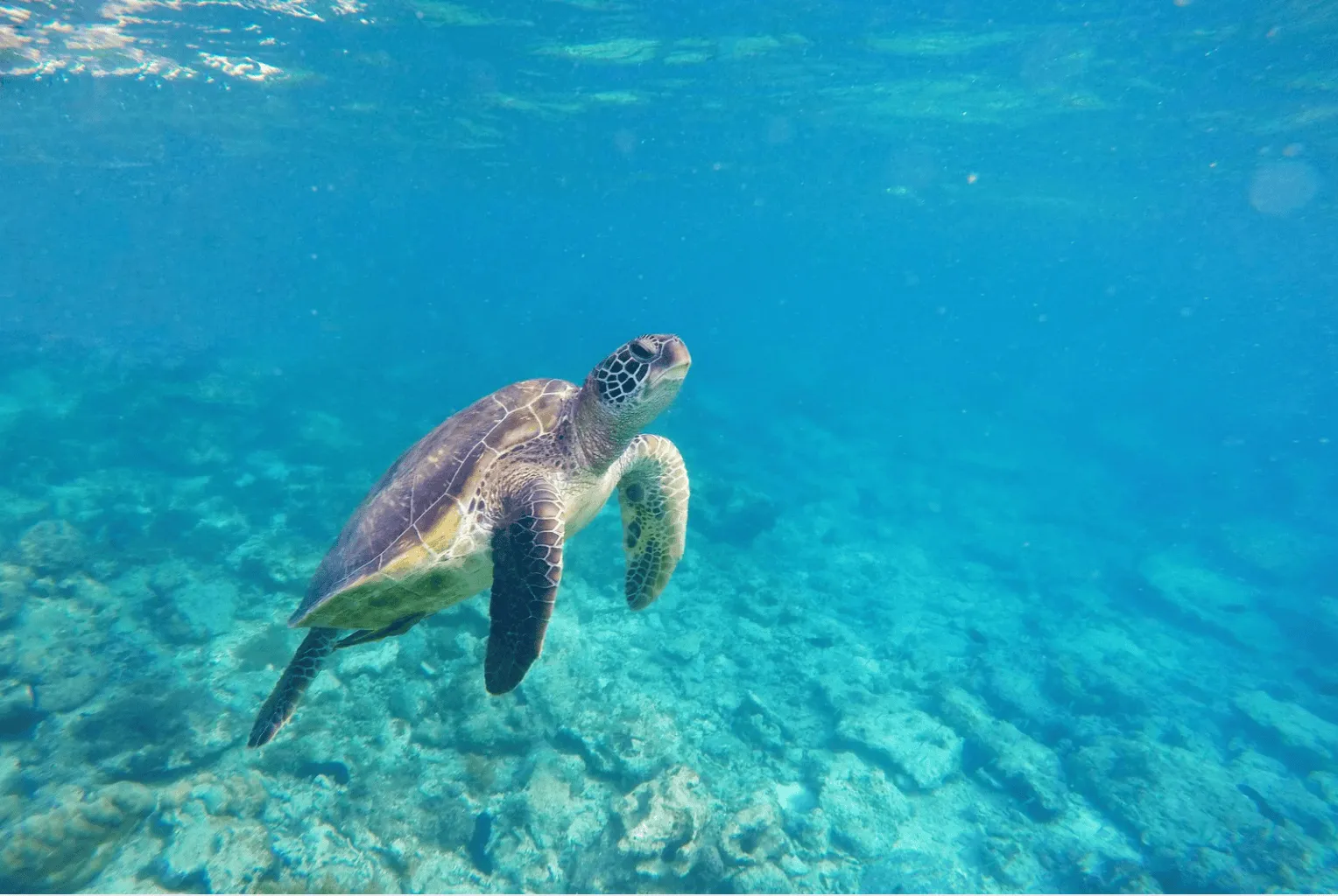 Snorkel with Sea Turtles at Maho Bay