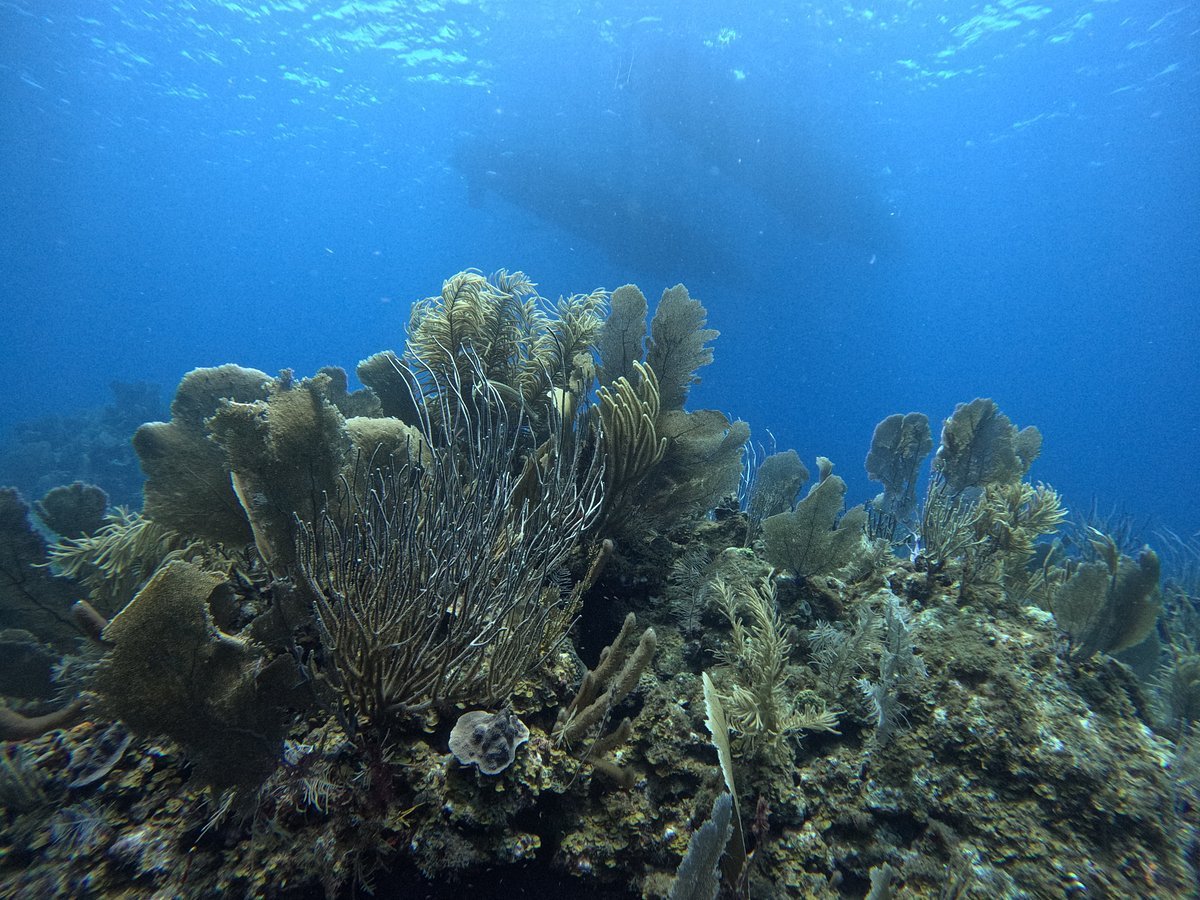 Scuba