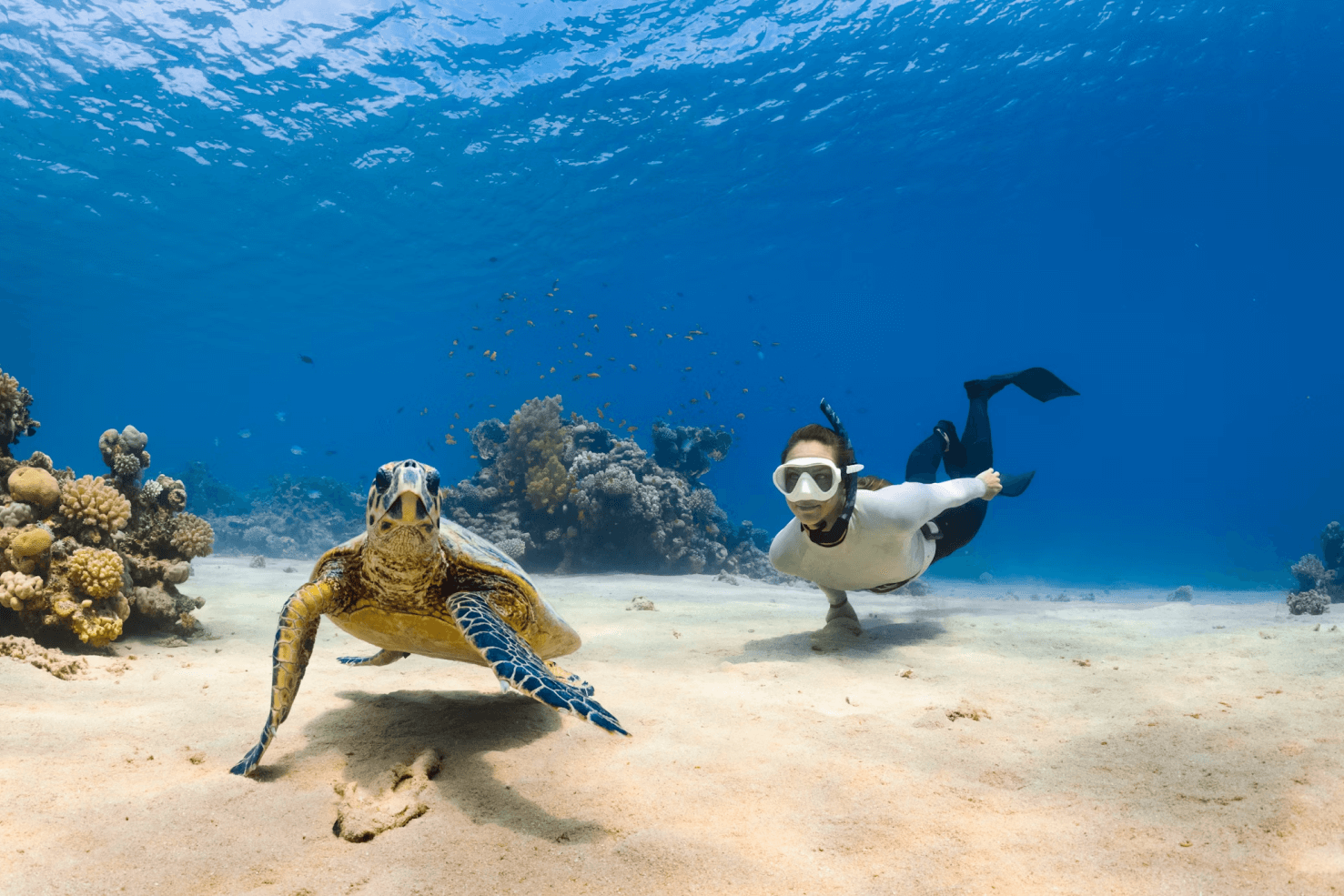 Go Snorkeling